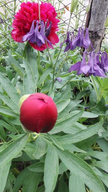  - Florile mele 2019