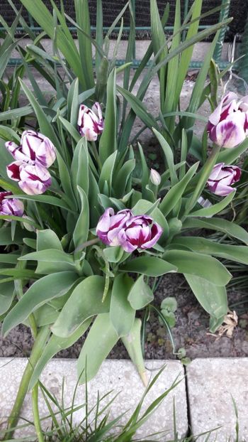  - Florile mele 2019