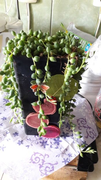 - Florile mele 2019