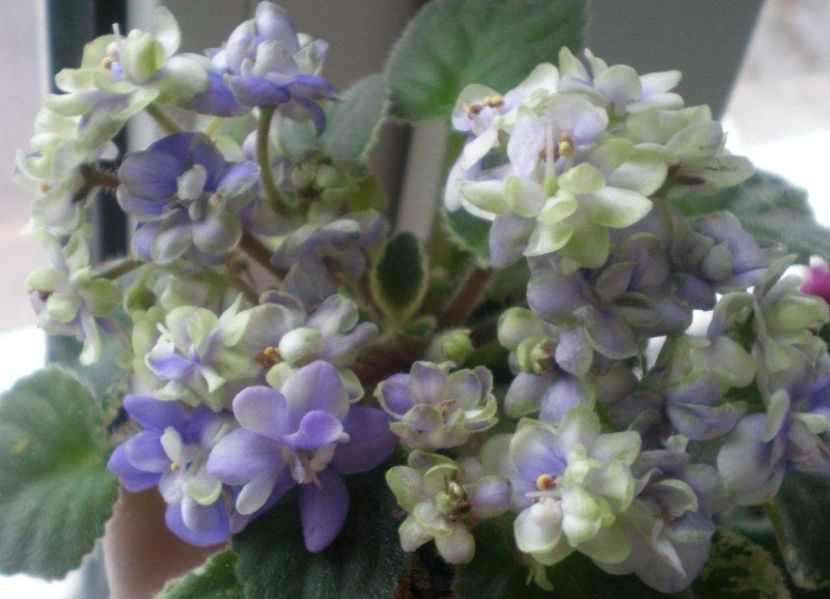 N Europa poza net - ZZ N Europa