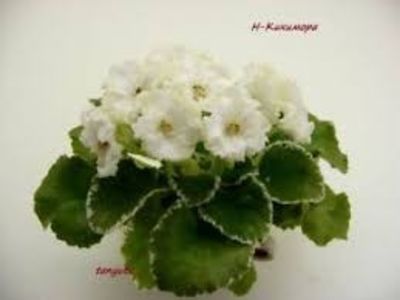 N Kikimora poza net - N Kikimora