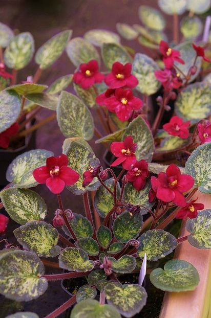 Mac s Just Jeff poza net - Mac s Just Jeff