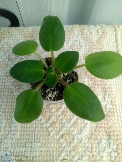 24 oct - ZZ Mac s Kup o Kindness