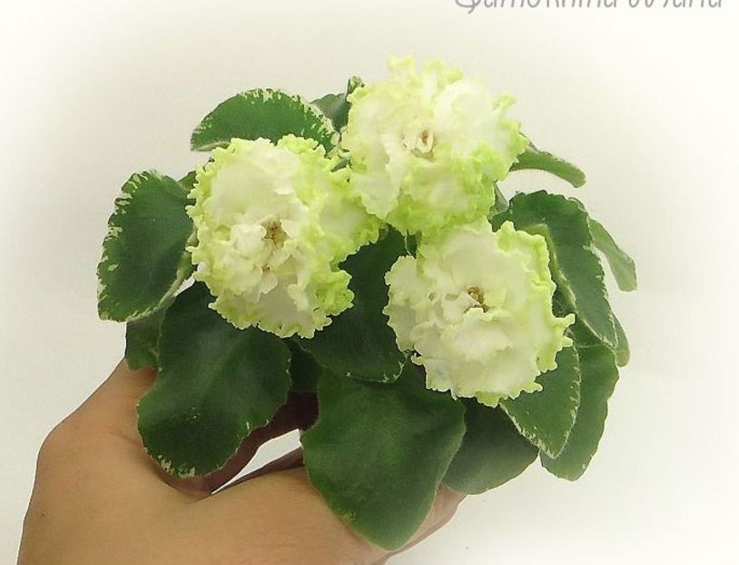 N Travenj poza net - N Travenj