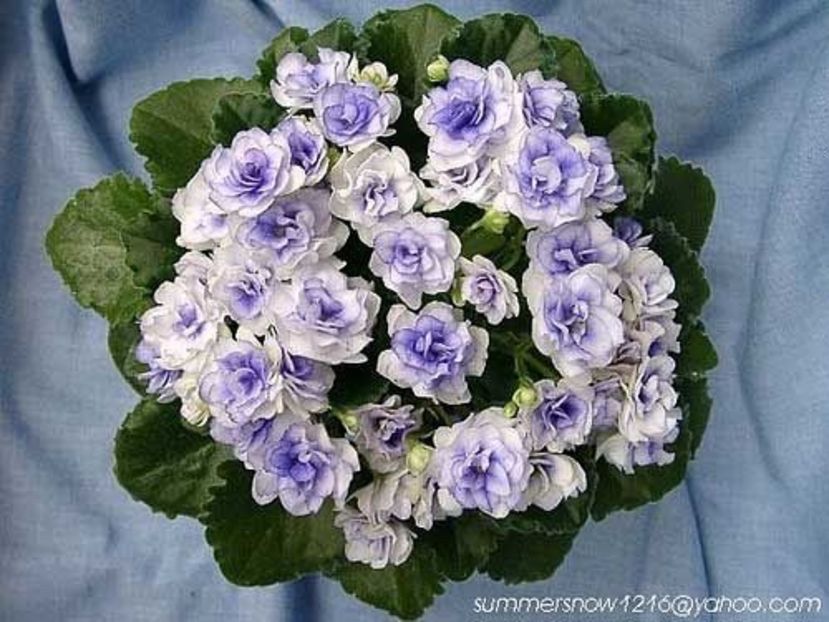  - Op Little Moonstone