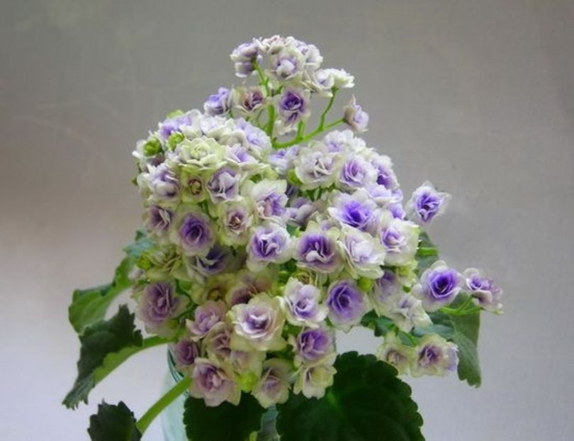  - Op Little Moonstone