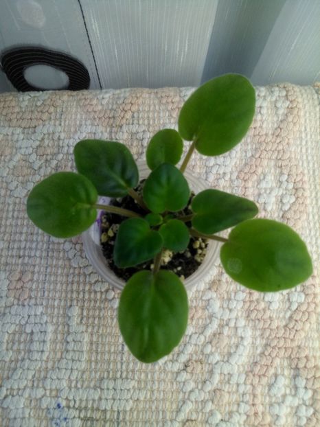 24 oct - ZZ LE Goluboy Potok