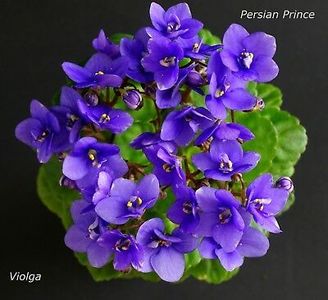 Persian Prince poza net - Persian Prince