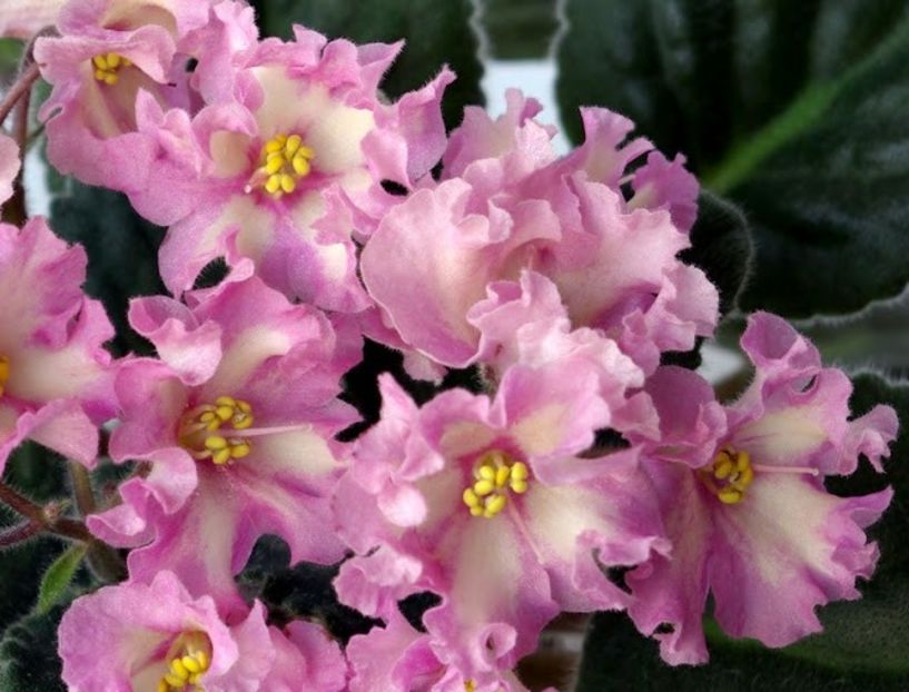 LiK-Mif i Real'nost'  poza net - ZZ LiK Mif i Real nost