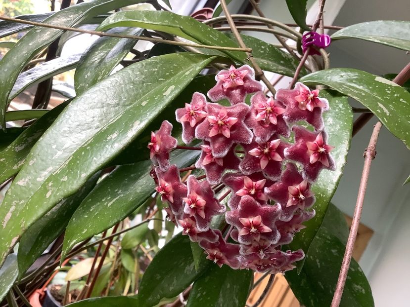  - Pubicalyx Pink Silver