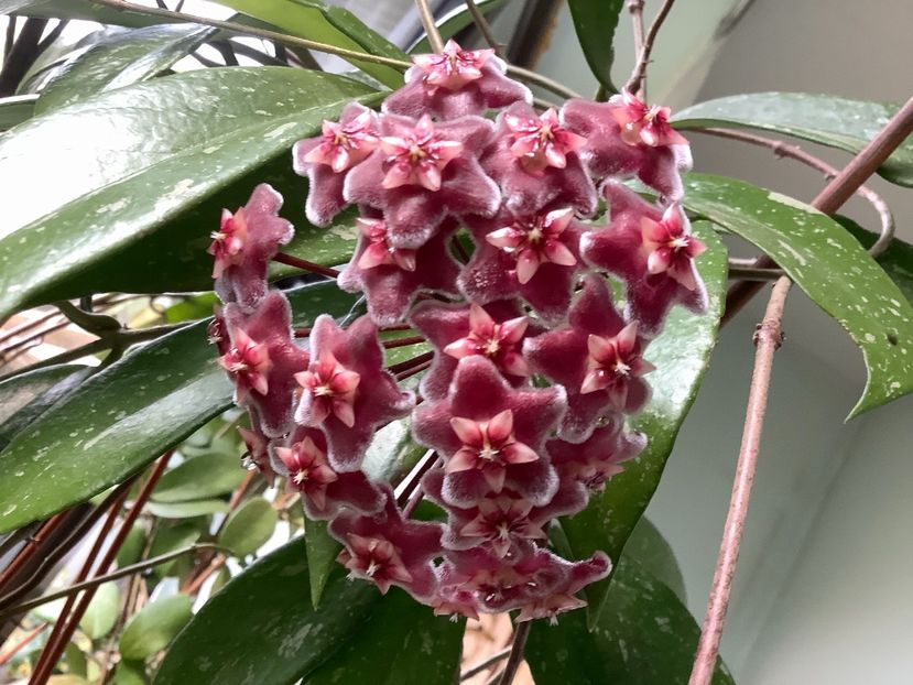  - Pubicalyx Pink Silver