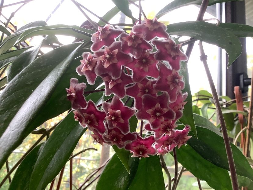  - Pubicalyx Pink Silver