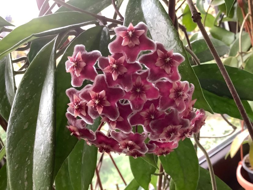  - Pubicalyx Pink Silver