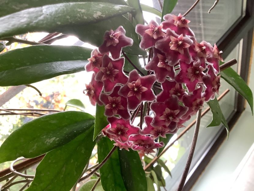  - Pubicalyx Pink Silver