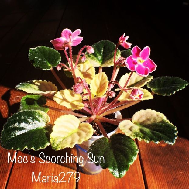  - Mac s Scorching Sun