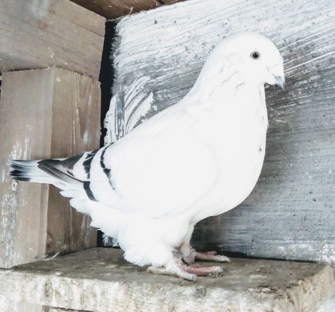  - - A - A - A - A- W A R N I N G !