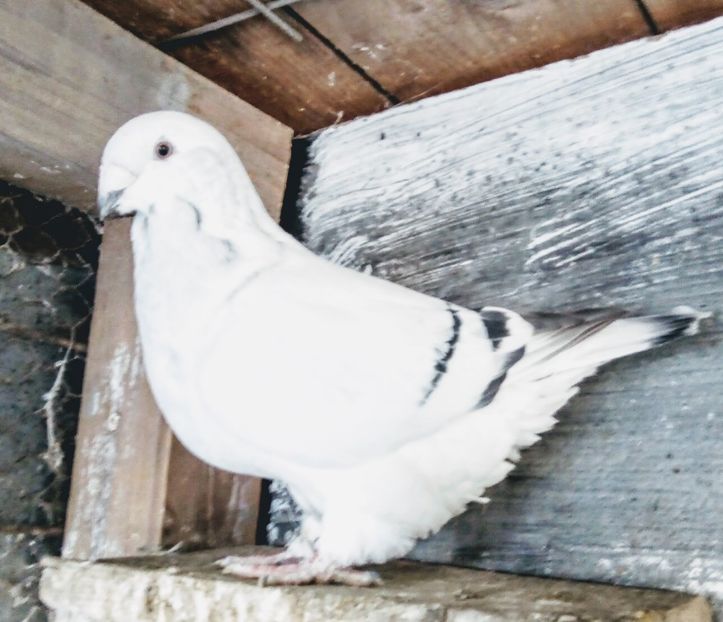  - - A - A - A - A- W A R N I N G !