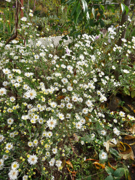  - 2019 - 03 - Toamna