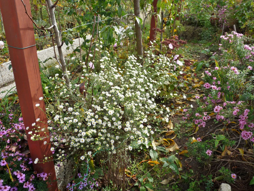  - 2019 - 03 - Toamna