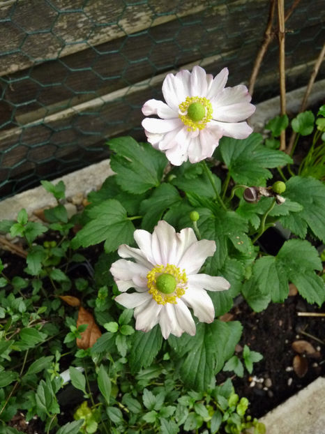  - 2019 - 03 - Toamna