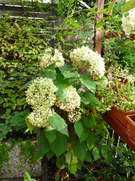  - 2019 - 03 - Toamna