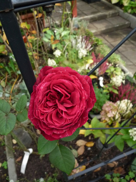  - 2019 - 03 - Toamna