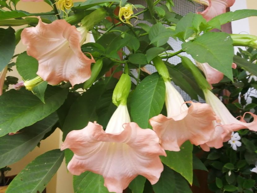  - Brugmansia