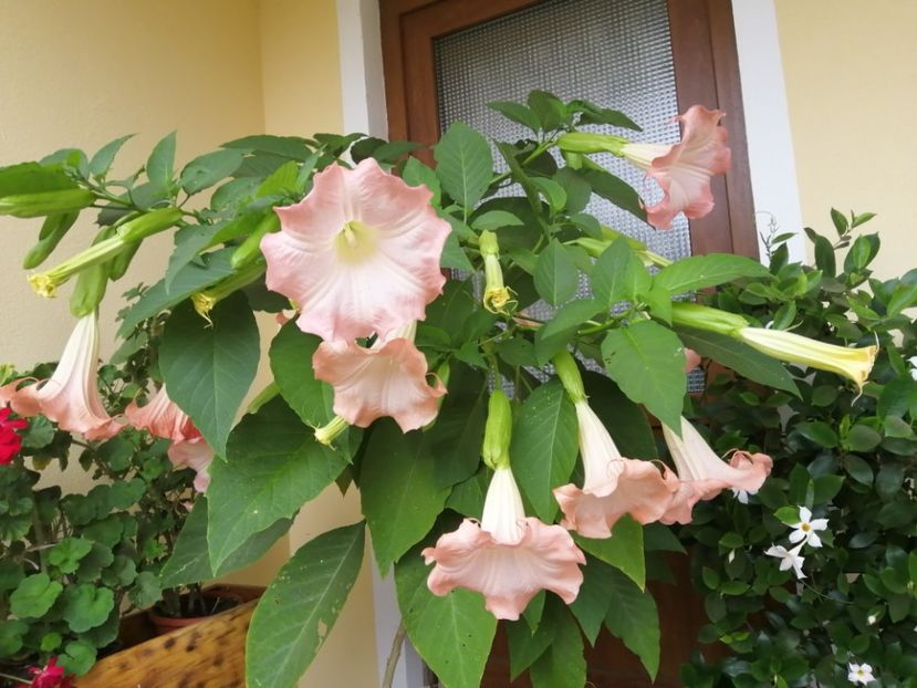  - Brugmansia