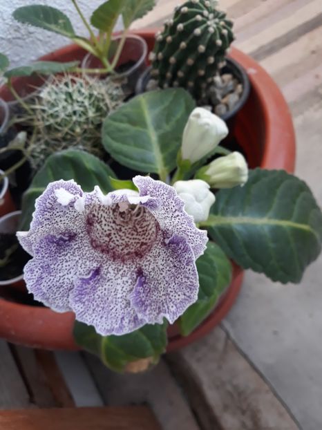  - Gloxinia din seminte
