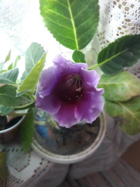  - Gloxinia din seminte