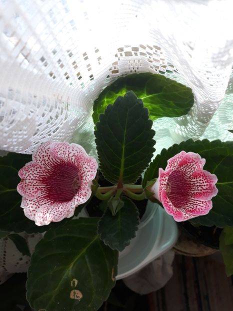  - Gloxinia din seminte