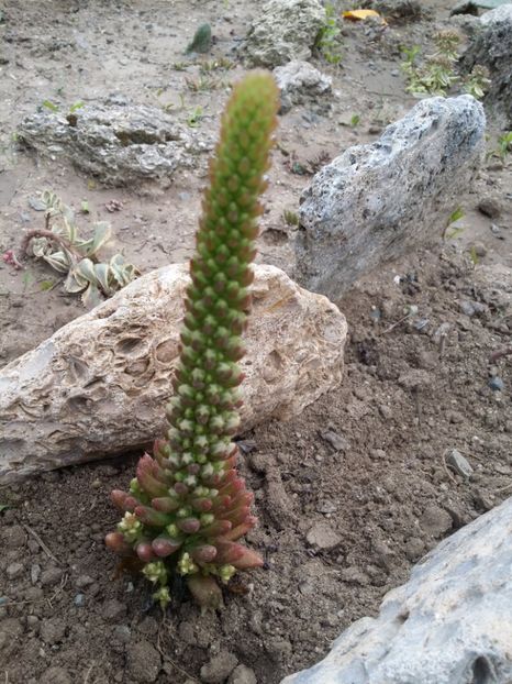  - curtea cu toate cele 2019