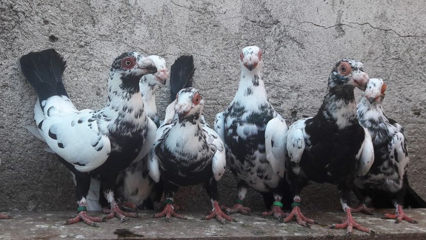 Pui  2019 - Carunculați 2019