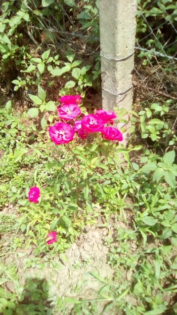 IMG-20190620-WA0013 - Foto made in Lili