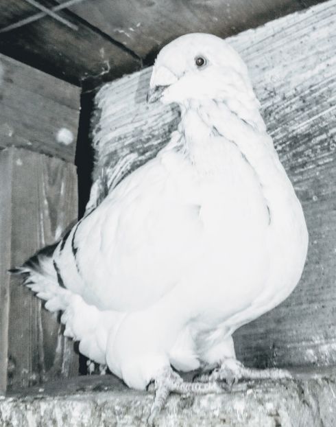  - - A - A - A - A- W A R N I N G !