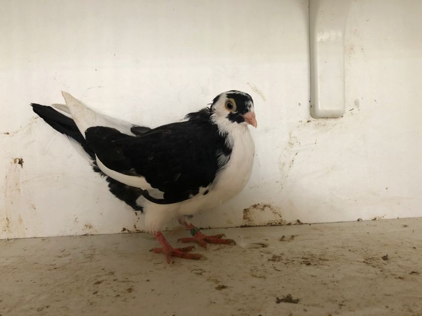 1105319 - 2-lot zbor galateni 2019