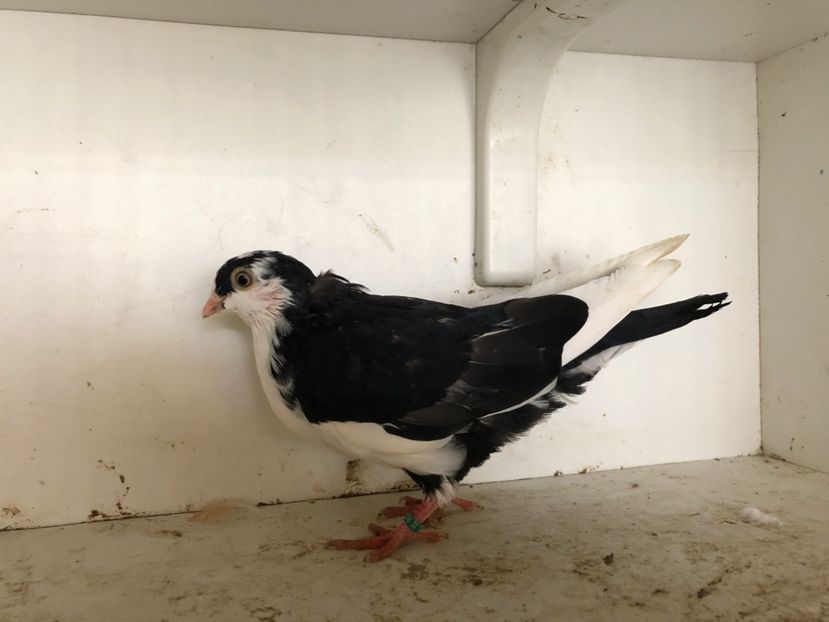  - 2-lot zbor galateni 2019