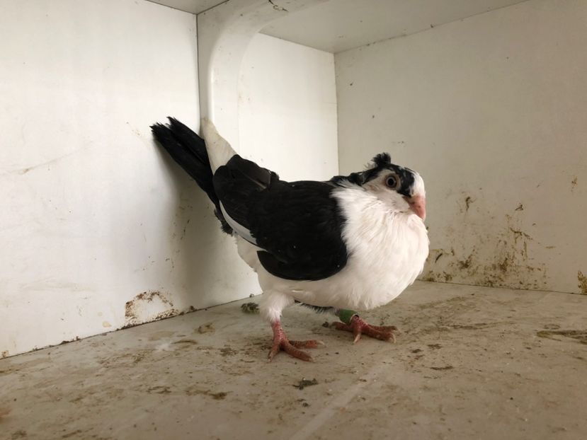  - 2-lot zbor galateni 2019