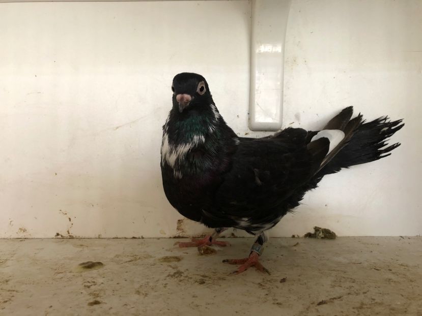 15518 - 2-lot zbor pana simpla 2019