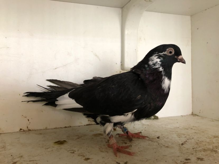  - 2-lot zbor pana simpla 2019