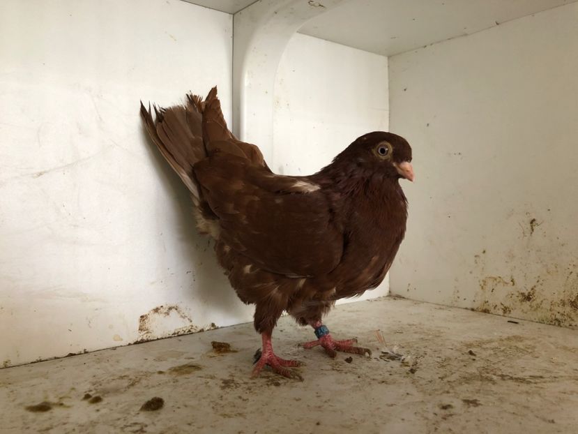 1627918 - 2-lot zbor pana simpla 2019