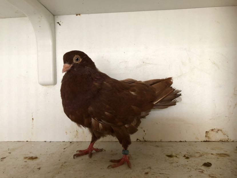  - 2-lot zbor pana simpla 2019