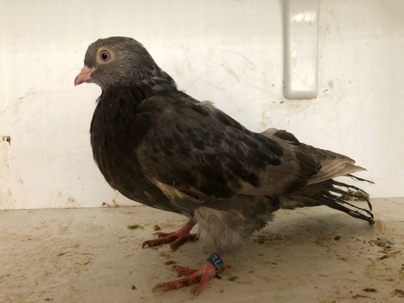 1627718 - 2-lot zbor pana simpla 2019