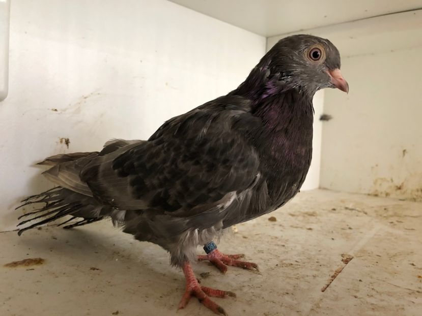  - 2-lot zbor pana simpla 2019