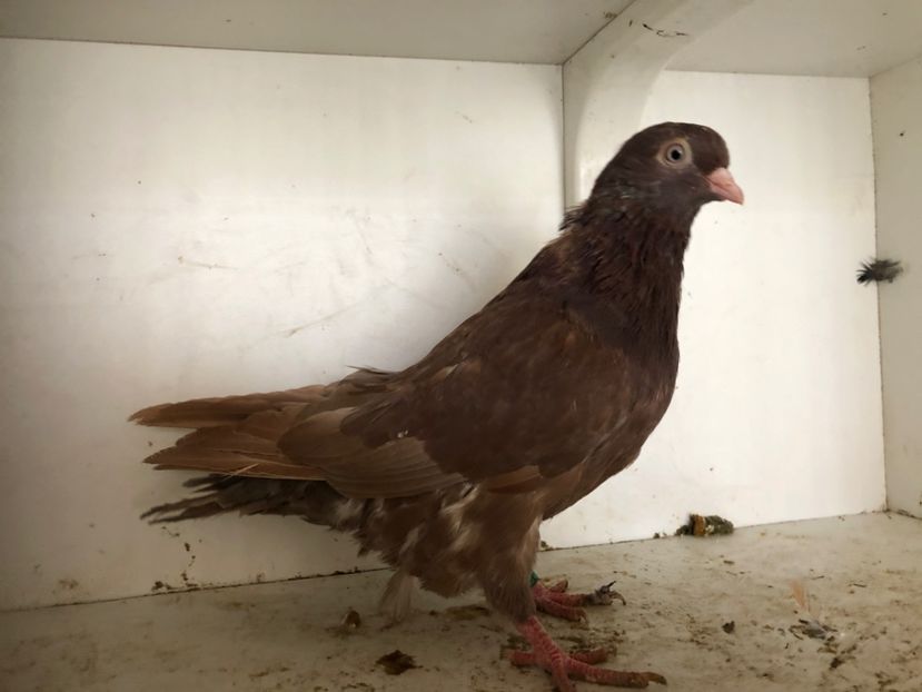  - 2-lot zbor pana simpla 2019