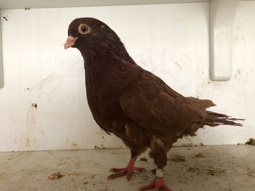 2218 - 2-lot zbor pana simpla 2019