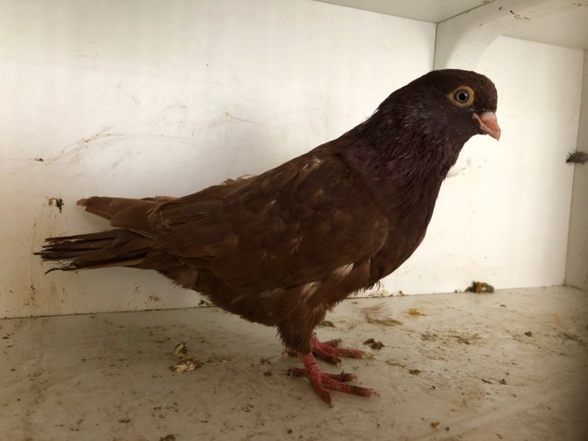  - 2-lot zbor pana simpla 2019