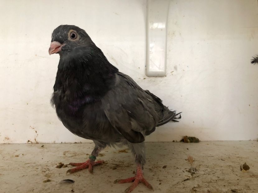  - 2-lot zbor pana simpla 2019