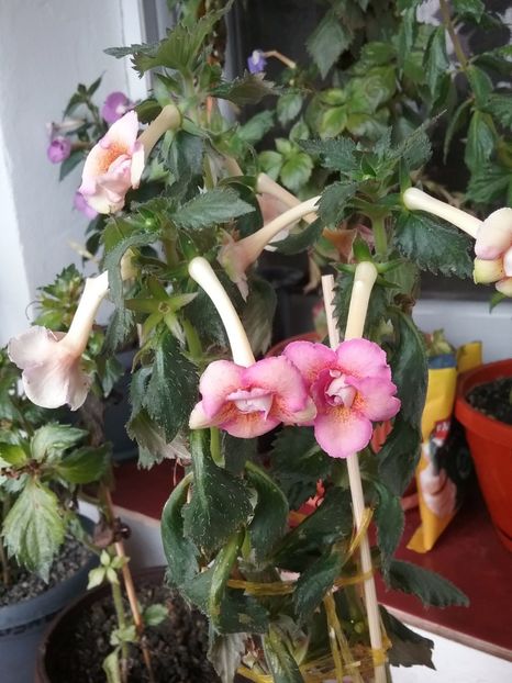 20191026_112224(0) - CYTRO ROT