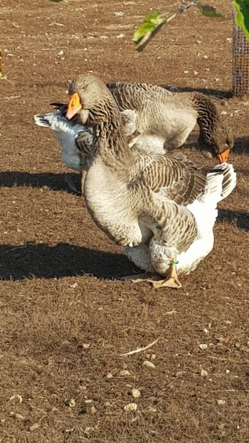  - Gâște de toulouse 2020